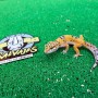 Gecko Leopardo - Hypo phoroptor Hembra
