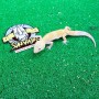 Gecko Leopardo - Eclipse macho