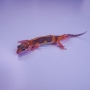 Gecko Tremper Jungle Poss Macho