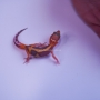 Gecko Tremper Jungle Poss Macho