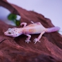 Gecko enigma Tremper het eclipes Macho