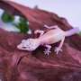 Gecko enigma Tremper het eclipes Macho