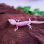 Gecko diablo blanco poss macho