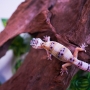Gecko hypo aberrant poss macho