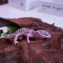 Gecko mack snow poss hembra