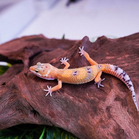 Gecko Super hypo por macho