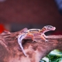 Gecko super hypo stripe poss macho