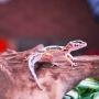 Gecko super hypo stripe poss macho