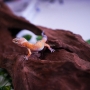 Gecko super hypo aberrant poss macho