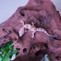 Gecko Tremper Albino Eclipse Poss Hembra