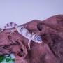 Gecko Mack Snow Poss Hembra