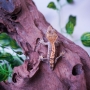 Gecko Crestado Arlequin Poss Hembra