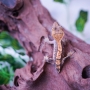 Gecko Crestado Arlequin Poss Hembra