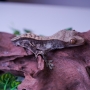 Gecko Crestado Arlequin Macho