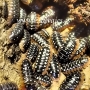 Cochinillas de la humedad Armadillium klugii (Oniscidea) 10 uds