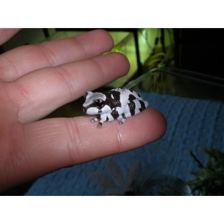 Ranita de leche (Trachycephalus resinifictrix)