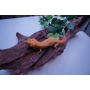 Gecko Tremper Tangerine Macho ADULTO