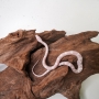 Serpiente del maiz Fase Snow - Elaphe Guttata