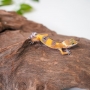 Gecko Leopardo Super Hypo poss Hembra