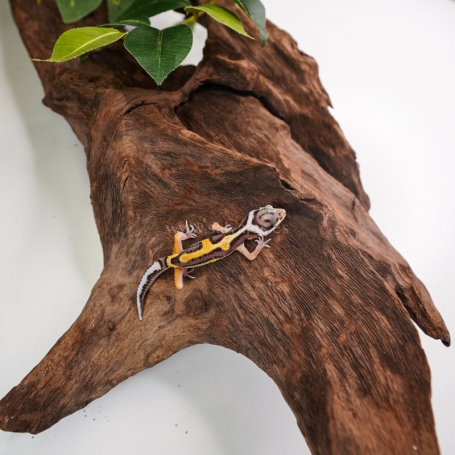 Gecko Leopardo Super Hypo Aberrant Stripe posible macho