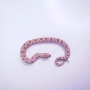 Heterodon nassicus “Conda”