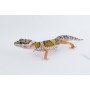 Gecko Leopardo High Yellow Hembra
