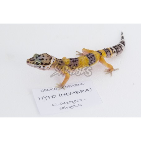 Gecko Leopardo Hypo Hembra