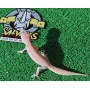 Gecko Super Raptor Hembra