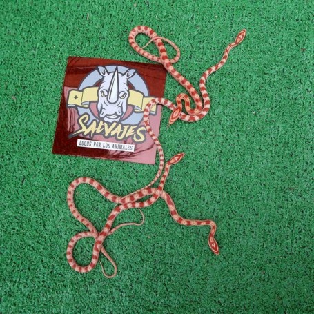 Serpiente del maiz baby - Candy cane/Okeetee
