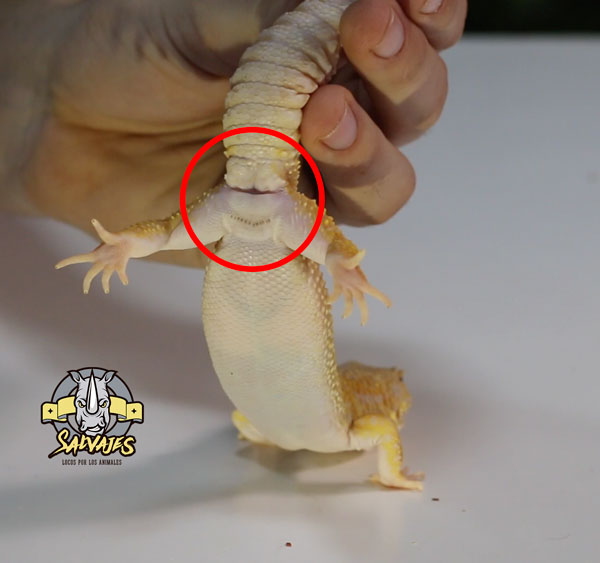 Saber si un gecko es macho o hembra