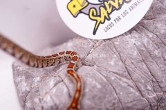 Lampropeltis-Thayeri-Hembra-17122073