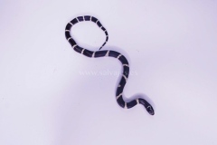 lampropeltis-californiae