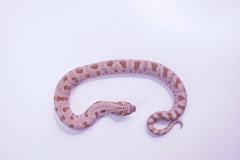 heterodon-nassicus-conda