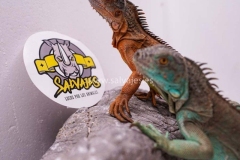 iguana-azul