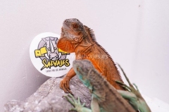 iguana-iguana-roja