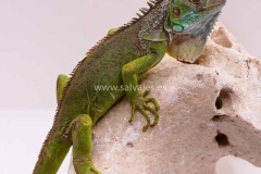 iguana-iguana-verde