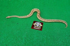 piton-regius-subadulta-piton-bola-fase-vanilla-cream-n1