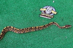 piton-regiusbola-fase-enchi-hembra