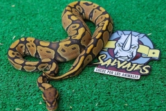 piton-regiusbola-fase-ghost-hembra