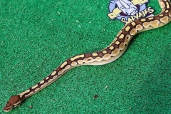 piton-regiusbola-fase-lesser-hembra