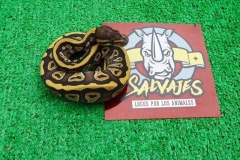 piton-regiusbola-fase-mojave-ghost-hembra
