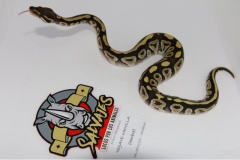 piton-regiusbola-fase-mojave-vainilla-hembra08011902