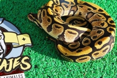 piton-regiusbola-fase-pastel-macho