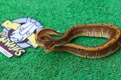 piton-regiusbola-fase-pinstripe-hembra