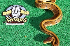 piton-regiusbola-fase-pinstripe-macho