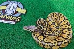 piton-regiusbola-fase-super-pastel-macho