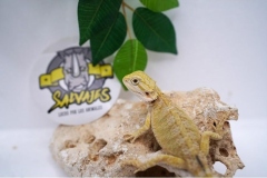 Hypo-citrus-het-trans-Hembra-09122025
