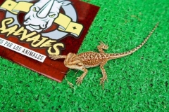 pogona-vitticeps-comprar