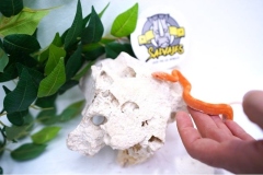 Scaleless-Albina-Macho-het-okeetee-poss-het-tessera-09122029