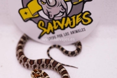 Serpiente-del-maiz-Guttata-nominal-Hembra-17122038